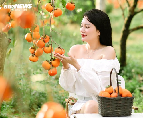 Mùa hồng chín rộ trên cao nguyên Mộc Châu, du khách nô nức đổ về săn ảnh đẹp - ảnh 7