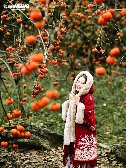 Mùa hồng chín rộ trên cao nguyên Mộc Châu, du khách nô nức đổ về săn ảnh đẹp - ảnh 8