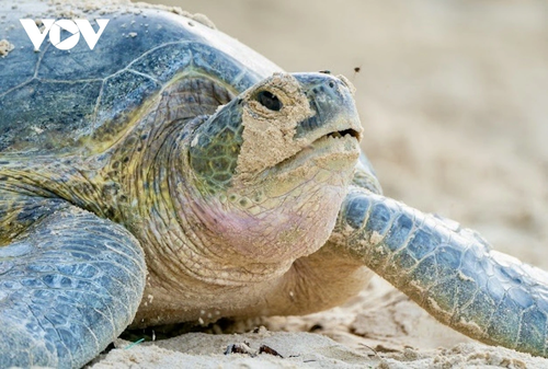 Khám phá nét hoang sơ hệ sinh thái rừng - biển ở Côn Đảo - ảnh 10