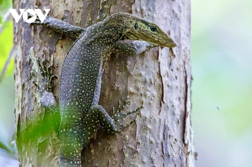 Khám phá nét hoang sơ hệ sinh thái rừng - biển ở Côn Đảo - ảnh 11