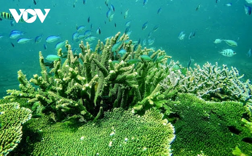 Khám phá nét hoang sơ hệ sinh thái rừng - biển ở Côn Đảo - ảnh 5