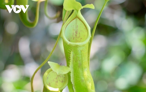 Khám phá nét hoang sơ hệ sinh thái rừng - biển ở Côn Đảo - ảnh 6