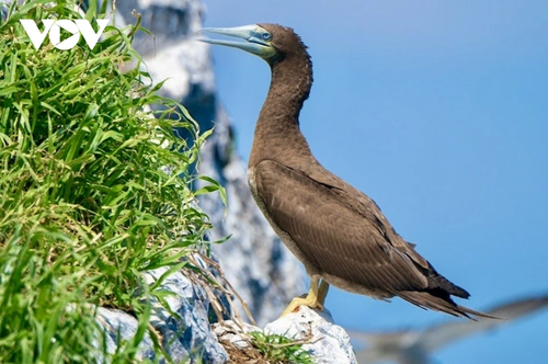 Khám phá nét hoang sơ hệ sinh thái rừng - biển ở Côn Đảo - ảnh 7