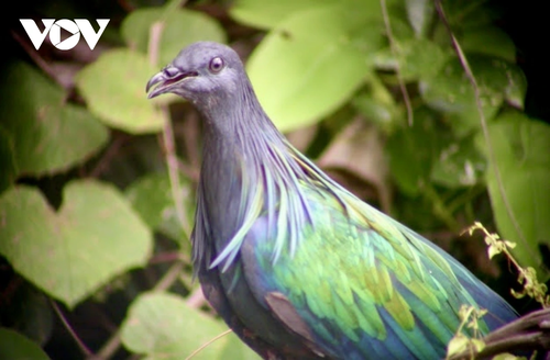 Khám phá nét hoang sơ hệ sinh thái rừng - biển ở Côn Đảo - ảnh 9