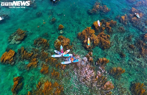 “Trốn” phố thị ồn ào, về Gia Lai ngắm rong mơ nhuộm vàng đáy biển - ảnh 11