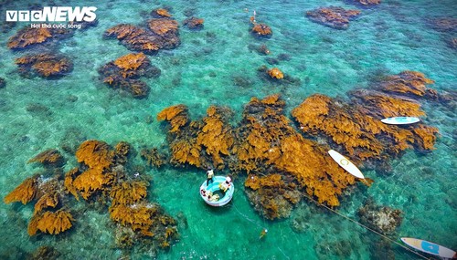 “Trốn” phố thị ồn ào, về Gia Lai ngắm rong mơ nhuộm vàng đáy biển - ảnh 2