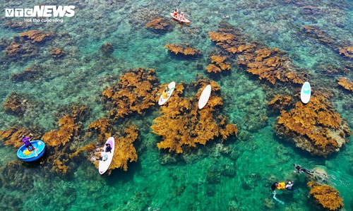 “Trốn” phố thị ồn ào, về Gia Lai ngắm rong mơ nhuộm vàng đáy biển - ảnh 4