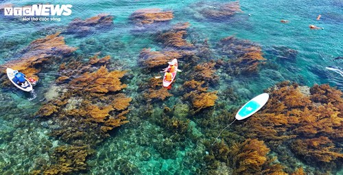 “Trốn” phố thị ồn ào, về Gia Lai ngắm rong mơ nhuộm vàng đáy biển - ảnh 5