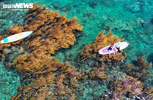 “Trốn” phố thị ồn ào, về Gia Lai ngắm rong mơ nhuộm vàng đáy biển - ảnh 7