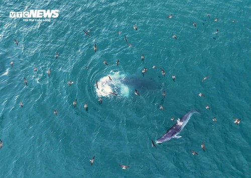 Về biển Gia Lai, ngắm những ‘gã khổng lồ’ của đại dương săn mồi - ảnh 1