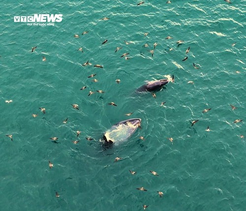 Về biển Gia Lai, ngắm những ‘gã khổng lồ’ của đại dương săn mồi - ảnh 2