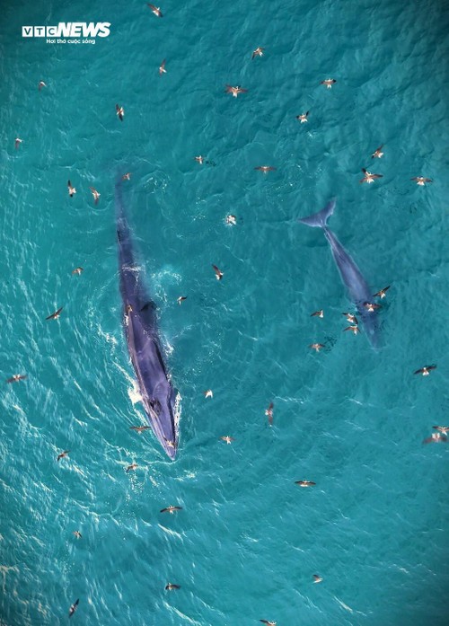 Về biển Gia Lai, ngắm những ‘gã khổng lồ’ của đại dương săn mồi - ảnh 3