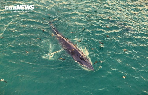 Về biển Gia Lai, ngắm những ‘gã khổng lồ’ của đại dương săn mồi - ảnh 4