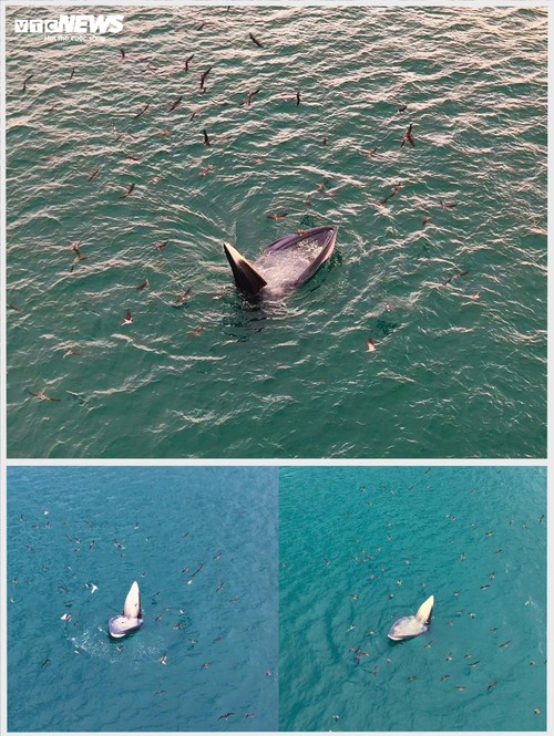 Về biển Gia Lai, ngắm những ‘gã khổng lồ’ của đại dương săn mồi - ảnh 6