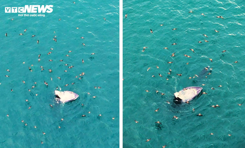 Về biển Gia Lai, ngắm những ‘gã khổng lồ’ của đại dương săn mồi - ảnh 7