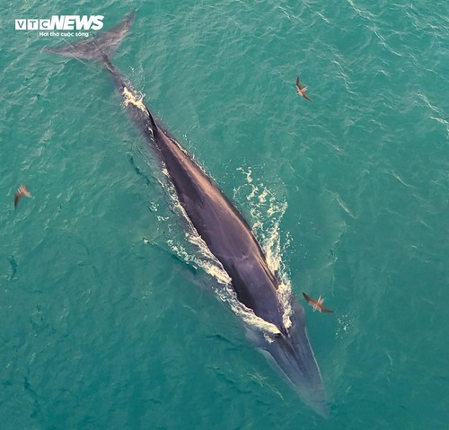 Về biển Gia Lai, ngắm những ‘gã khổng lồ’ của đại dương săn mồi - ảnh 8