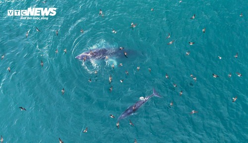 Về biển Gia Lai, ngắm những ‘gã khổng lồ’ của đại dương săn mồi - ảnh 9