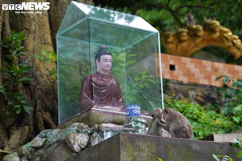 Ngôi chùa độc đáo trên núi ở TP.HCM, nơi bầy khỉ hoang nương náu - ảnh 3