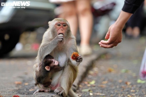 Ngôi chùa độc đáo trên núi ở TP.HCM, nơi bầy khỉ hoang nương náu - ảnh 5