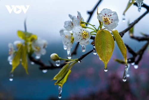 Hà Giang: Bản tình ca trên đá và những mùa xuân không tuổi - ảnh 10