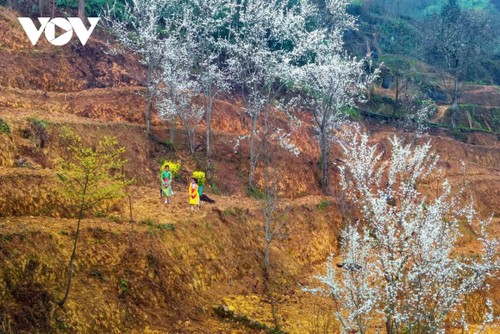 Hà Giang: Bản tình ca trên đá và những mùa xuân không tuổi - ảnh 1