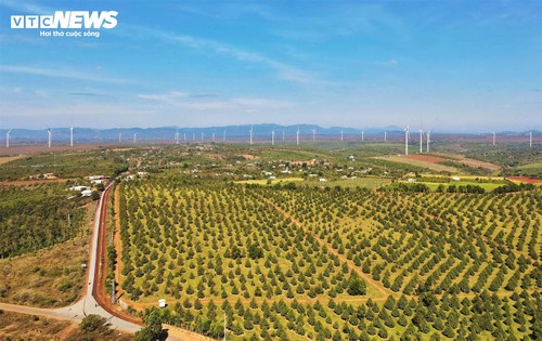 Ngắm những cánh đồng điện gió đem “lợi đơn lợi kép” cho Gia Lai - ảnh 11