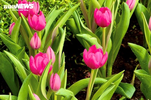  Đầu năm lên núi Bà Đen check-in với vườn hoa tulip rực sắc - ảnh 4