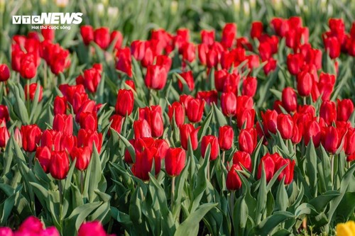  Đầu năm lên núi Bà Đen check-in với vườn hoa tulip rực sắc - ảnh 5