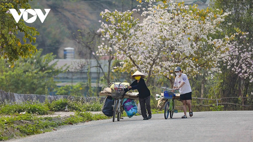 Hoa ban rực rỡ núi rừng, gọi mời du khách đến với Lễ hội hoa ban Điện Biên 2026 - ảnh 10