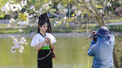 Hoa ban rực rỡ núi rừng, gọi mời du khách đến với Lễ hội hoa ban Điện Biên 2026 - ảnh 11