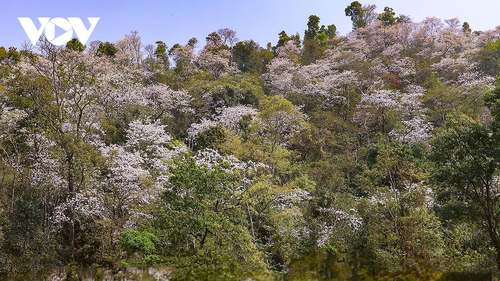 Hoa ban rực rỡ núi rừng, gọi mời du khách đến với Lễ hội hoa ban Điện Biên 2026 - ảnh 1