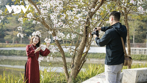 Hoa ban rực rỡ núi rừng, gọi mời du khách đến với Lễ hội hoa ban Điện Biên 2026 - ảnh 5