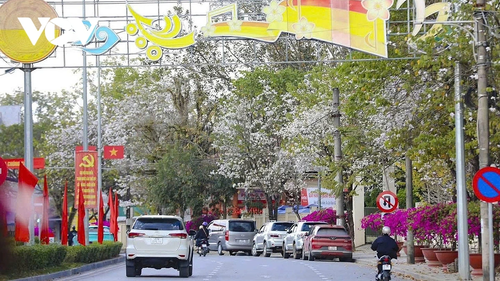 Hoa ban rực rỡ núi rừng, gọi mời du khách đến với Lễ hội hoa ban Điện Biên 2026 - ảnh 7