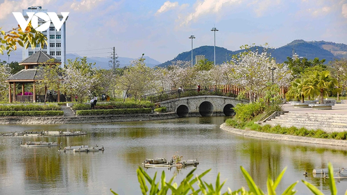 Hoa ban rực rỡ núi rừng, gọi mời du khách đến với Lễ hội hoa ban Điện Biên 2026 - ảnh 9