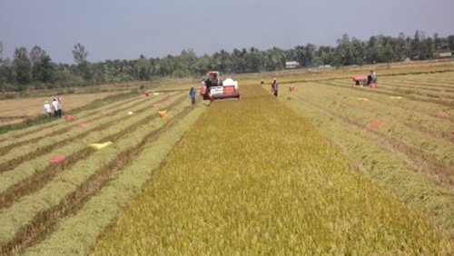 Thúc đẩy ứng dụng công nghệ cao vào sản xuất nông nghiệp tiểu vùng Tứ giác Long Xuyên  - ảnh 1