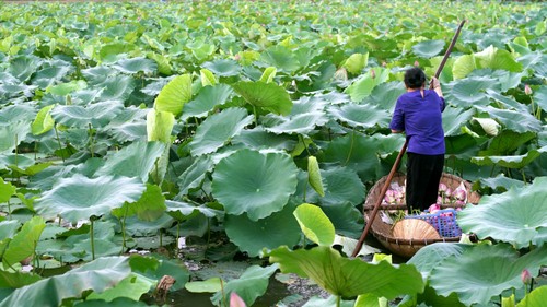 Ướp trà hương sen hồ Tây – tinh tuý của người Hà Nội - ảnh 4