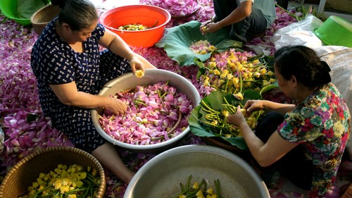 Ướp trà hương sen hồ Tây – tinh tuý của người Hà Nội - ảnh 22