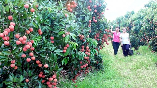 Nông dân Bắc Giang bội thu mùa vải thiều 201 - ảnh 2