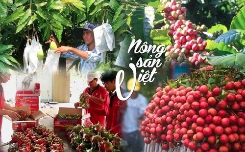 Les producteurs agricoles vietnamiens s’adaptent aux normes européennes - ảnh 1