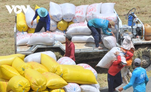 Les exportations vietnamiennes de riz attendues à plus de 7,5 millions de tonnes en 2025   - ảnh 1