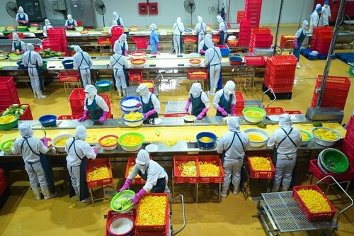 Exportations de fruits et légumes du Vietnam: Plus de 3,8 milliards de dollars en 7 mois - ảnh 1