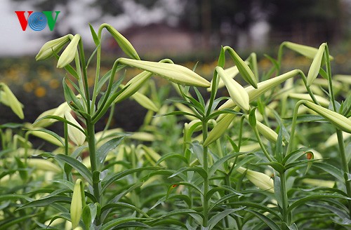 Лилия белая в цветочной деревне Тэйтыу - ảnh 3