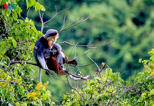 Фотографии «Королевы приматов» - ảnh 14