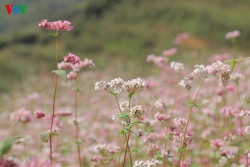 Красота цветков гречихи в горных районах Вьетнама - ảnh 16