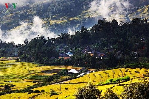 Сбор урожая риса в пограничном районе Ити - ảnh 4