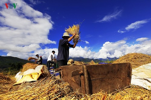 Сбор урожая риса в пограничном районе Ити - ảnh 10