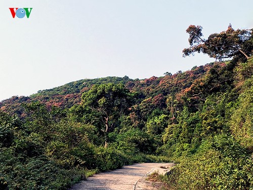 Полуостров Шонча в сезон изменения окраски листьев - ảnh 9