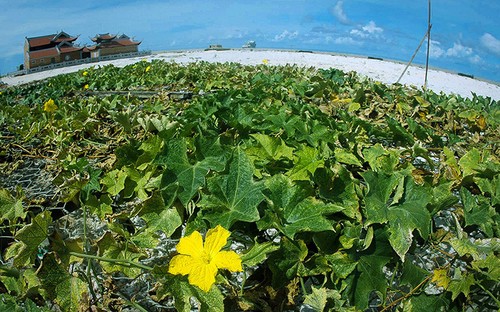 Чыонгша: стремление молодёжи к зелёным островам - ảnh 16
