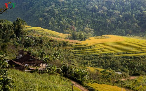 Сезон сбора урожая риса в провинции Туенкуанг - ảnh 4