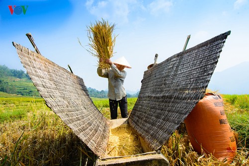 Сезон сбора урожая риса в провинции Туенкуанг - ảnh 6